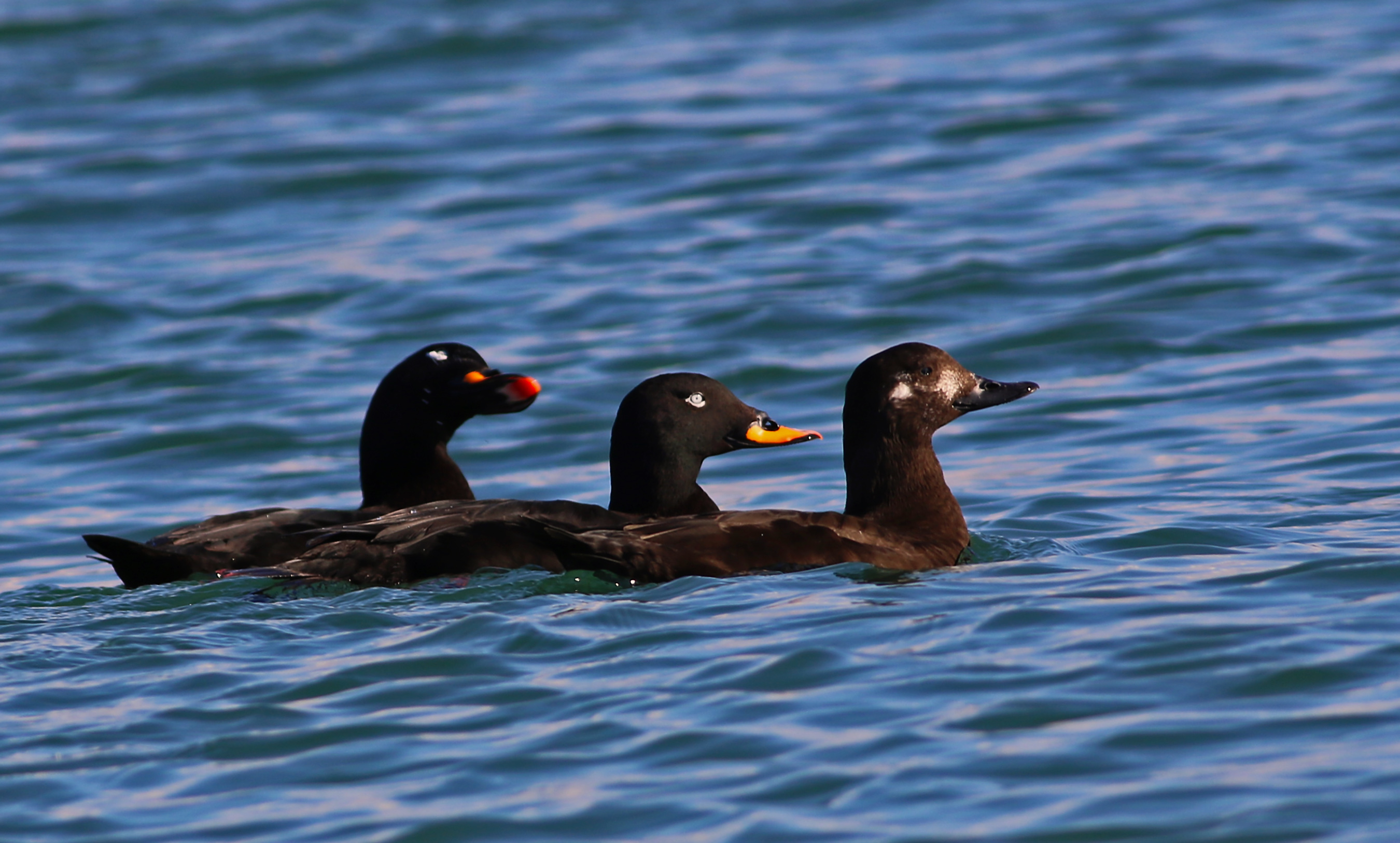 Velvet Scoter